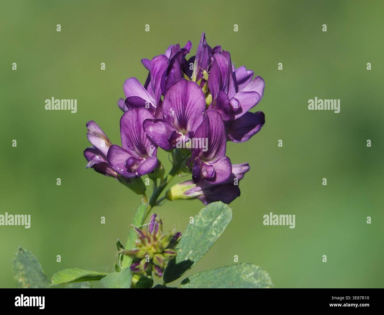 Macro isolée d'une tête florale de medicago sativa, de luzerne ou de luzerne avec un puceron ou du verdure dans un champ à Bonn, Allemagne, en septembre Banque D'Images