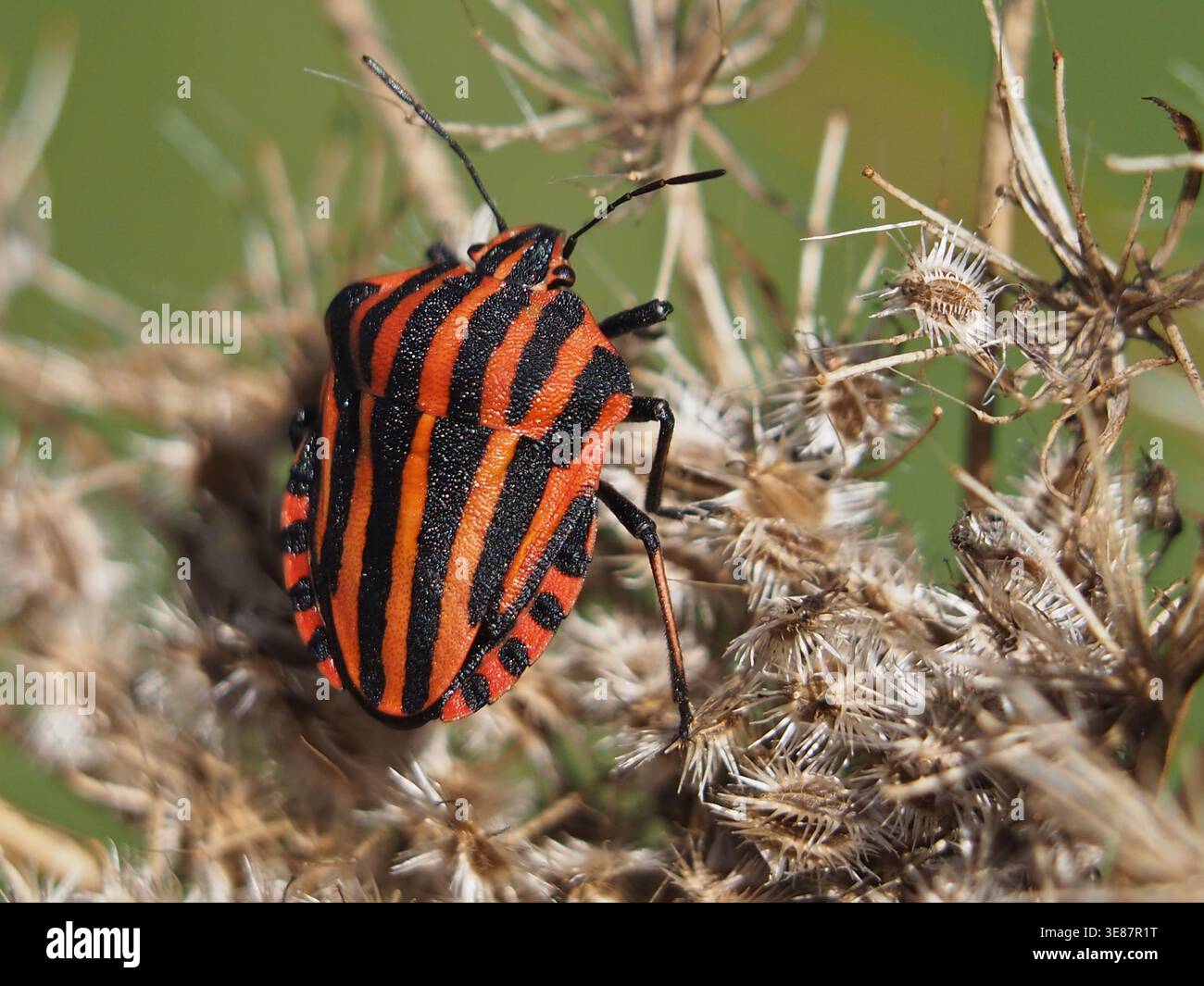 Gros plan isolé d'un insecte rayé italien (graphosoma italicum) sur un ombel de graine séché d'un daucus carota. Bonn, Allemagne Banque D'Images