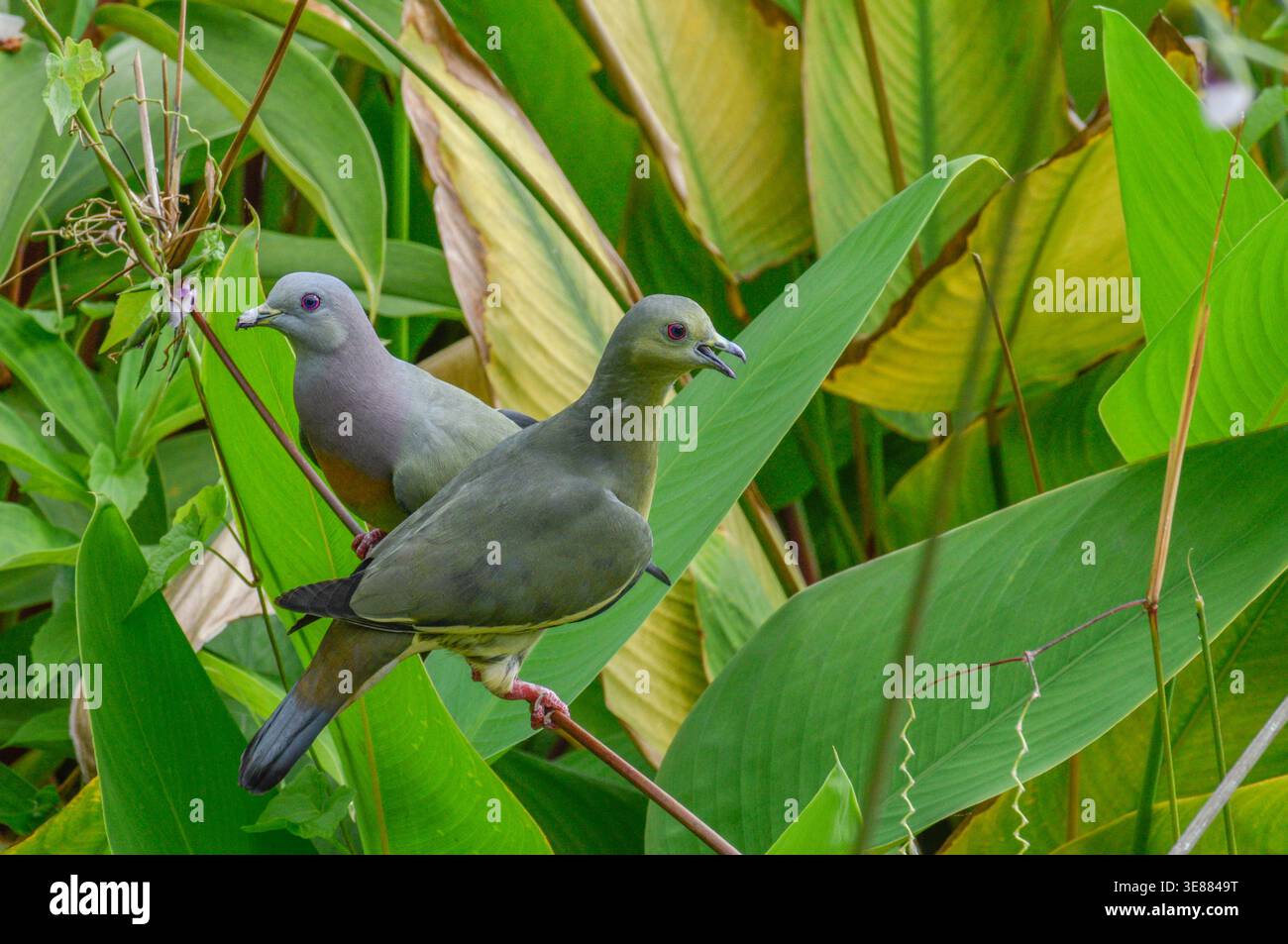 Pigeons verts perchés sur une tige de cana à eau. Photographié dans la partie ouest de Singapour. Banque D'Images