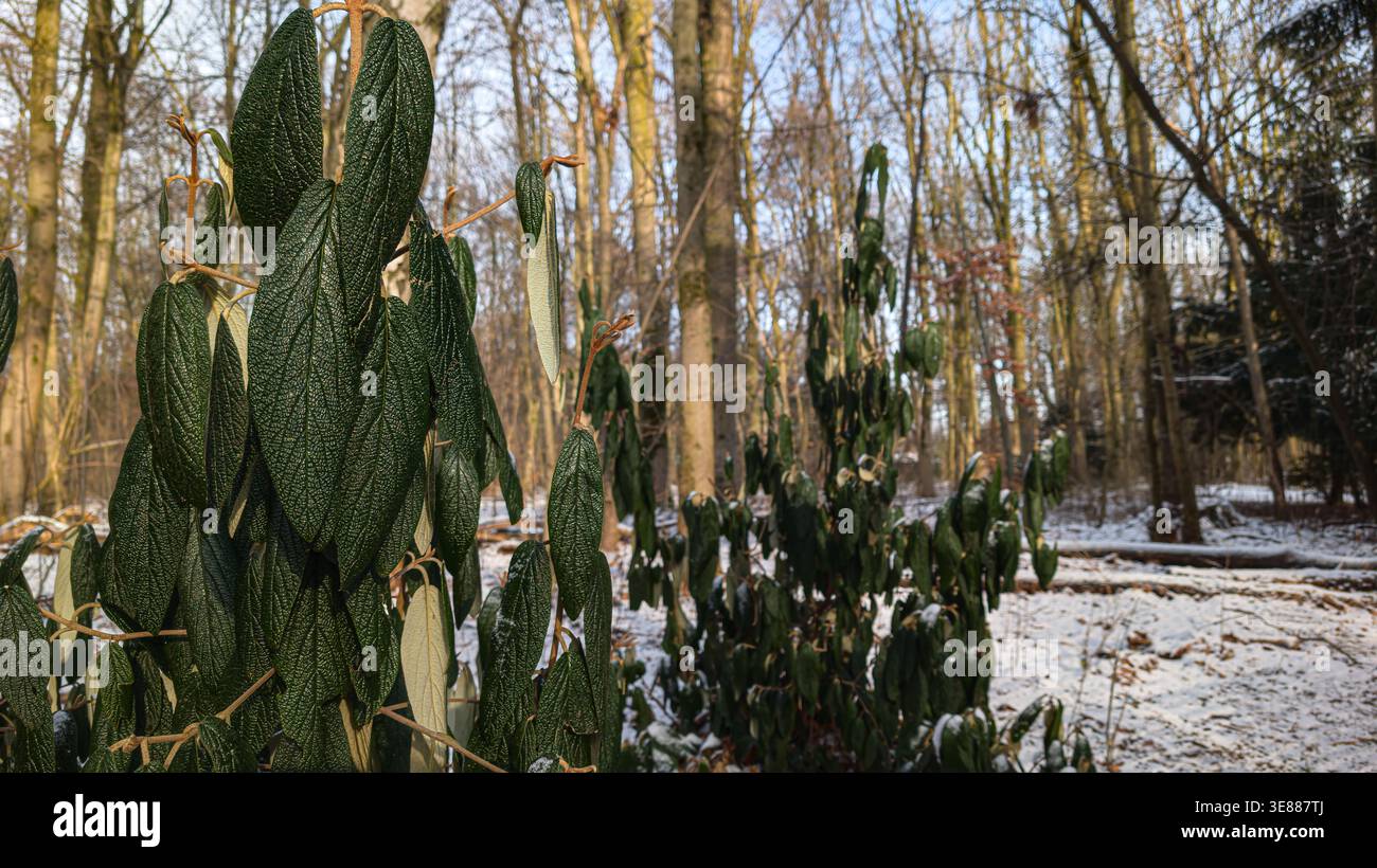 Arbre avec des feuilles résistantes au gel s'adaptant au froid Banque D'Images