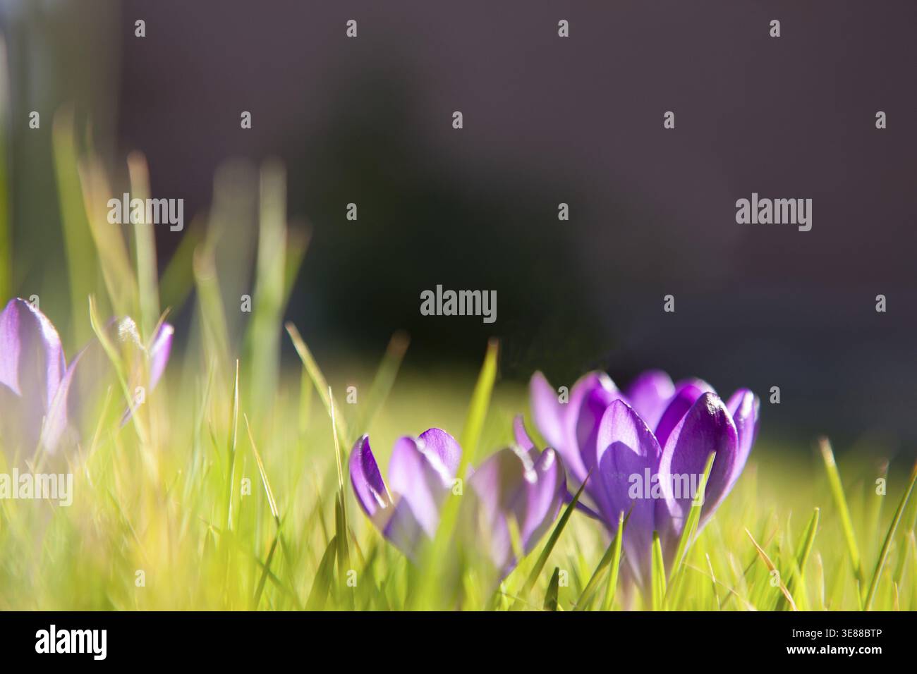 Crocus (Crocus), plante d'iris, violet, floraison précoce Banque D'Images