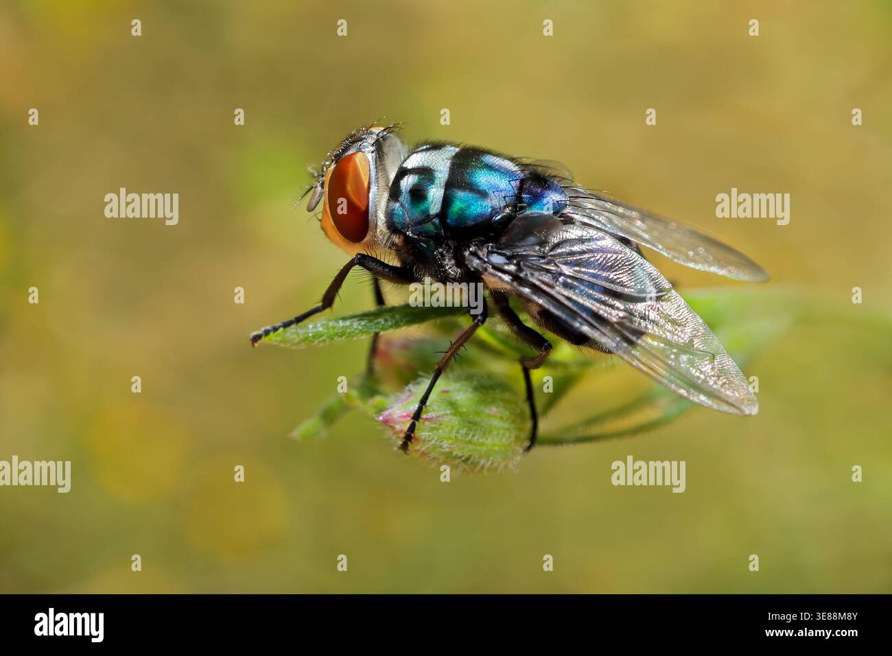 Une mouche royale (Chrysomya marginalis) assise dans un habitat naturel, Afrique du Sud Banque D'Images