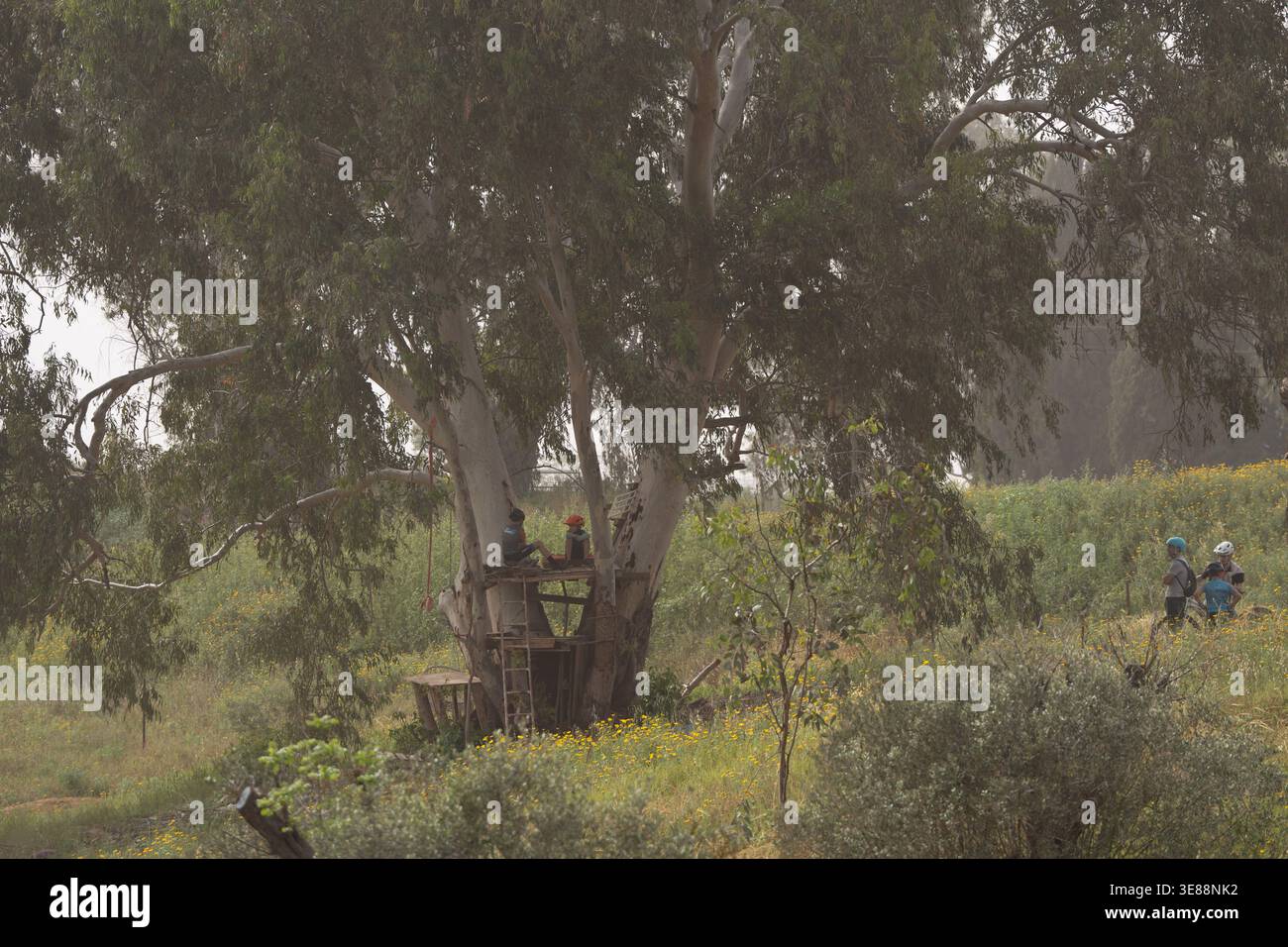 Les enfants apprécient un jeu d'été dans une cabane rustique construite dans un grand arbre d'eucalyptus, tandis que d'autres enfants font du vélo sur un chemin à travers un esprit de champ Banque D'Images