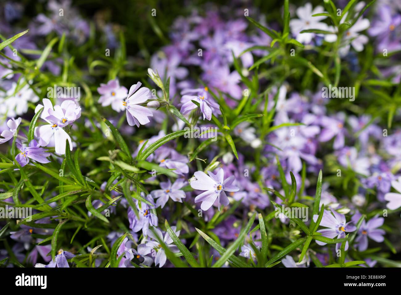 Beau Phlox subulata violet (phlox rampant) en pleine floraison, tapis floral dense dans un jardin printanier. Banque D'Images