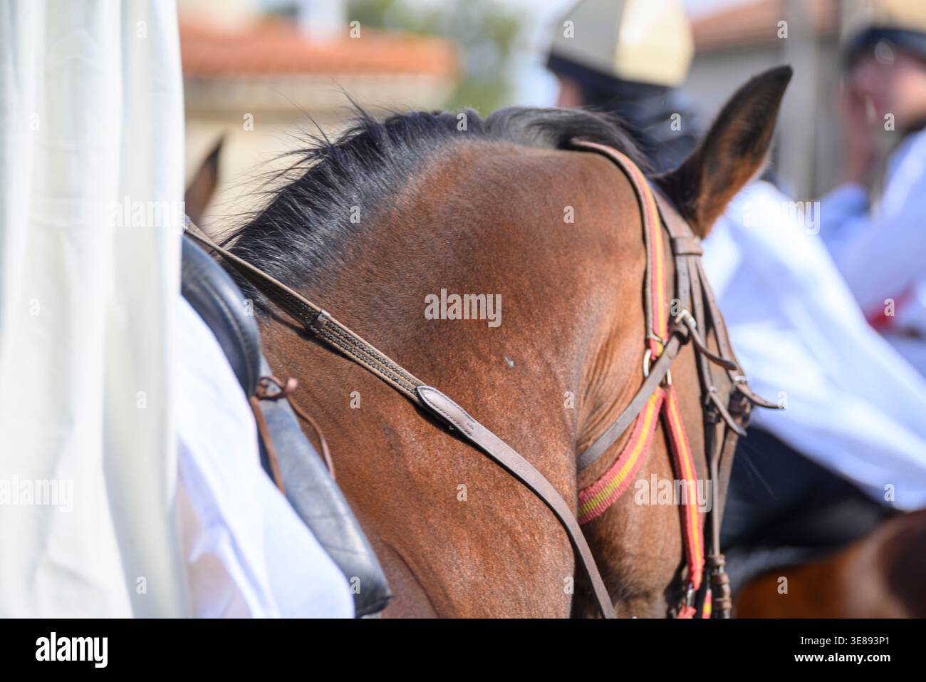 Beauté équestre la fourrure brillante d'un étalon de châtaignier. Banque D'Images