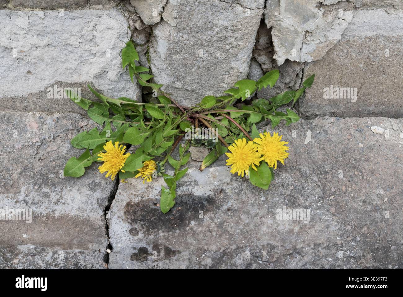 Fleurs de pissenlit jaunes poussant à travers des fissures dans le béton près du mur de pierre concept de résilience urbaine Banque D'Images