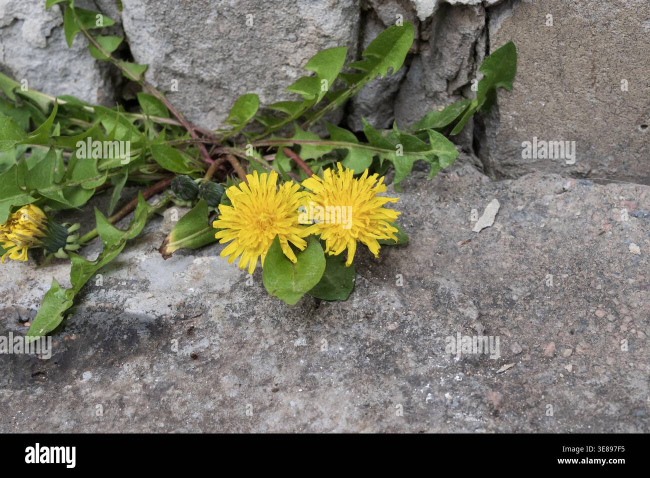 Fleurs de pissenlit jaunes poussant à travers des fissures dans le béton près du mur de pierre concept de résilience urbaine Banque D'Images