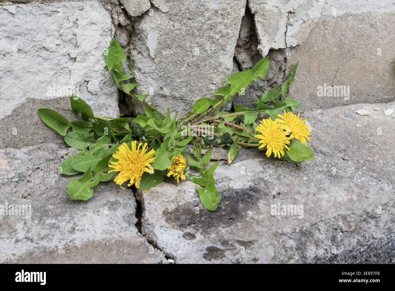 Fleurs de pissenlit jaunes poussant à travers des fissures dans le béton près du mur de pierre concept de résilience urbaine Banque D'Images