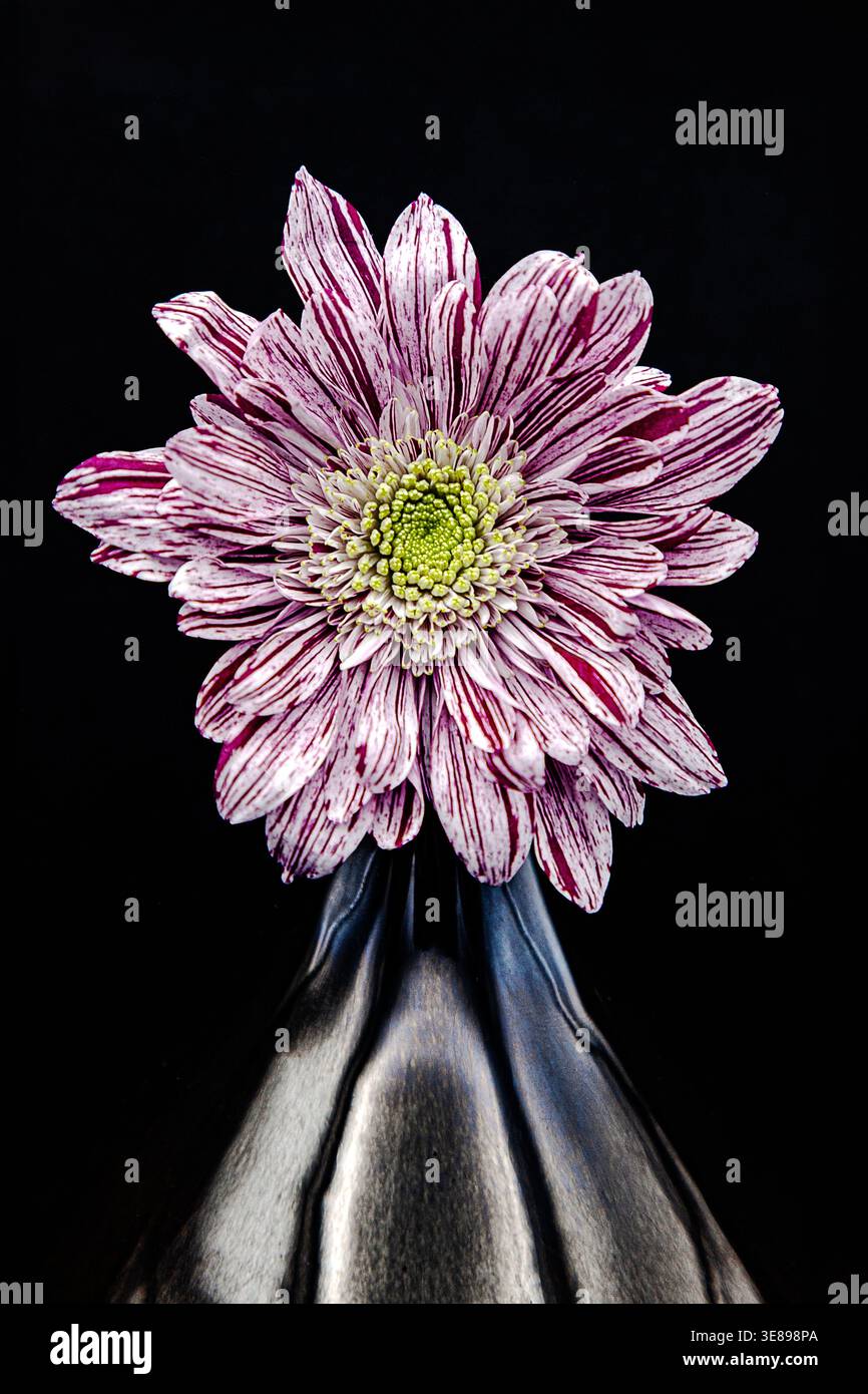 Une seule tête de chrysanthème (chrysanthème x Morifolium) dans un vase pris dans mon home studio. Banque D'Images