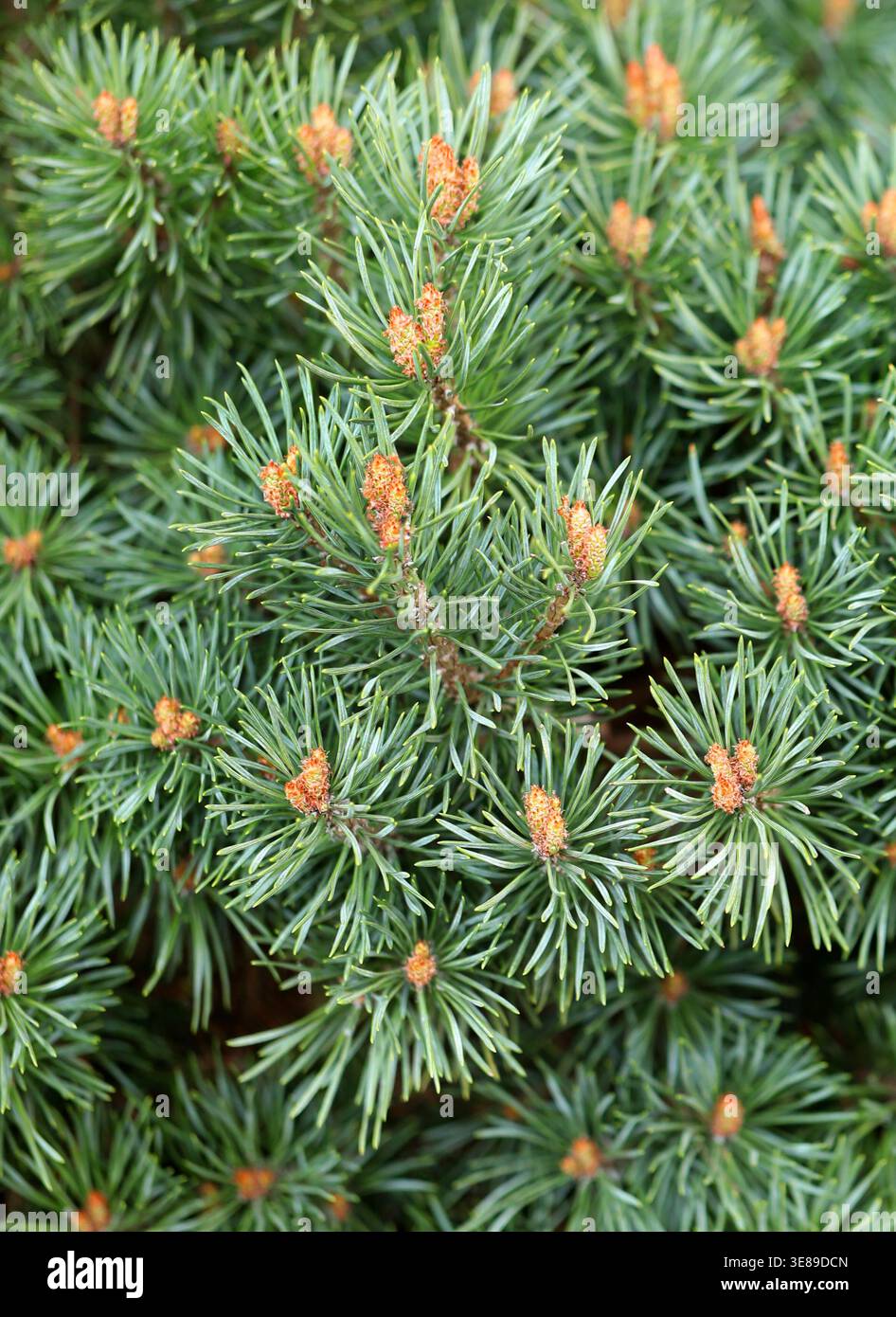 Pin écossais, pin écossais, pin balte ou pin rouge européen, Pinus sylvestris 'Beuvronensis', Pinaceae. ROYAUME-UNI. Pinus sylvestris est une espèce d'arbre. Banque D'Images