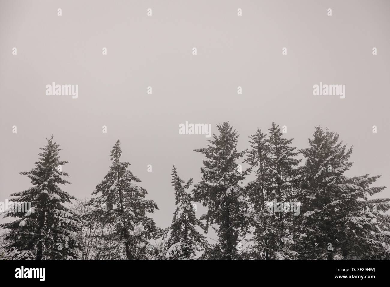 Pins couverts de neige contre le ciel d'hiver minimal Banque D'Images