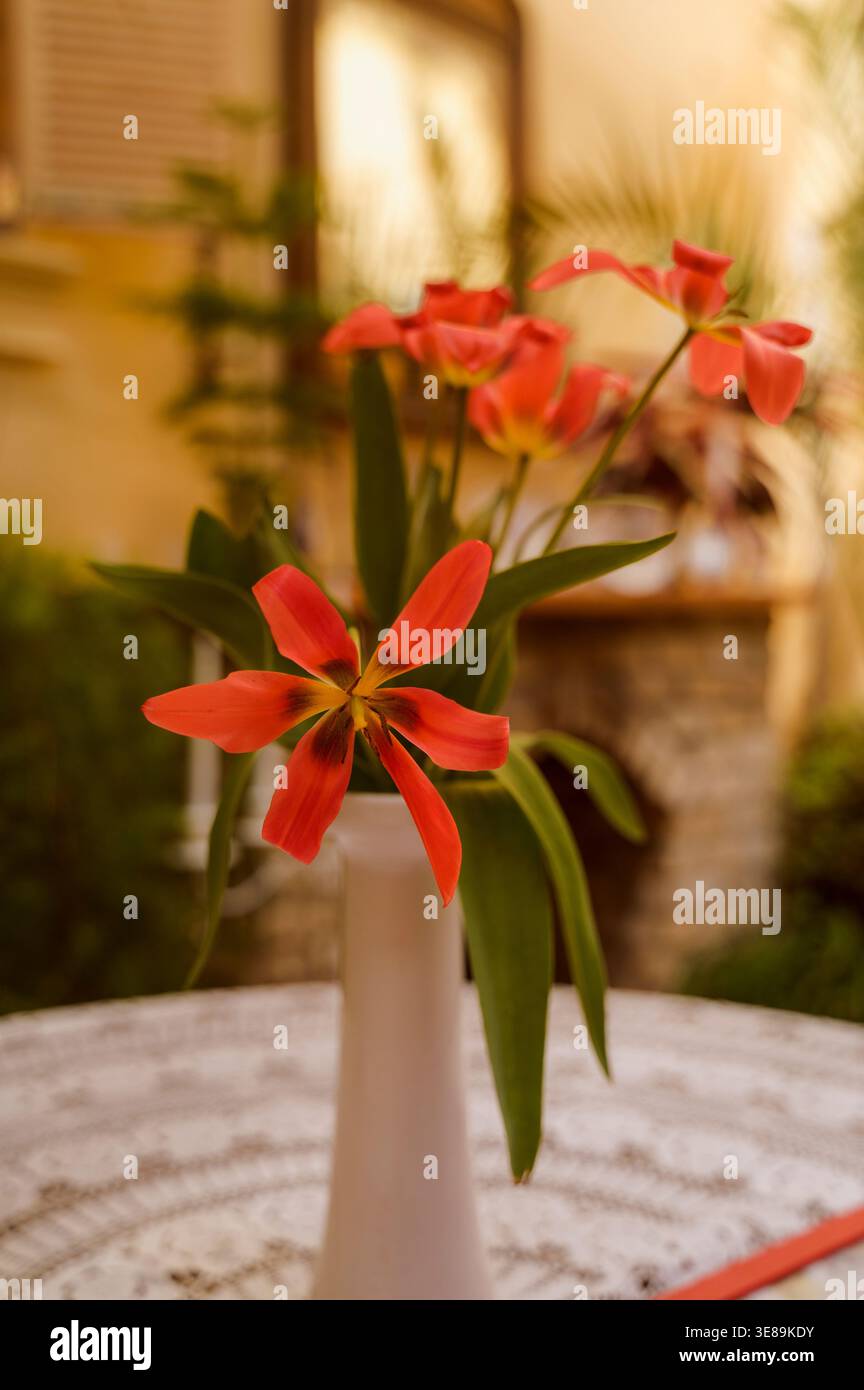 Bouquet de tulipes rouges fraîches sur une table avec un tissu de dentelle blanche complexe au coucher du soleil. Concept de cadre de dîner romantique, beauté florale délicate, et c Banque D'Images