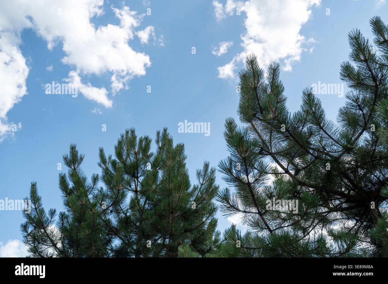 Fond de ciel bleu et feuillage de pin à feuilles persistantes avec quelques nuages. Composition minimaliste. Concept de beauté saisonnière, sérénité naturelle et botanique Banque D'Images