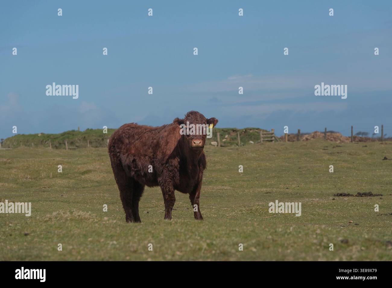 vache de bœuf brune dans un champ Banque D'Images