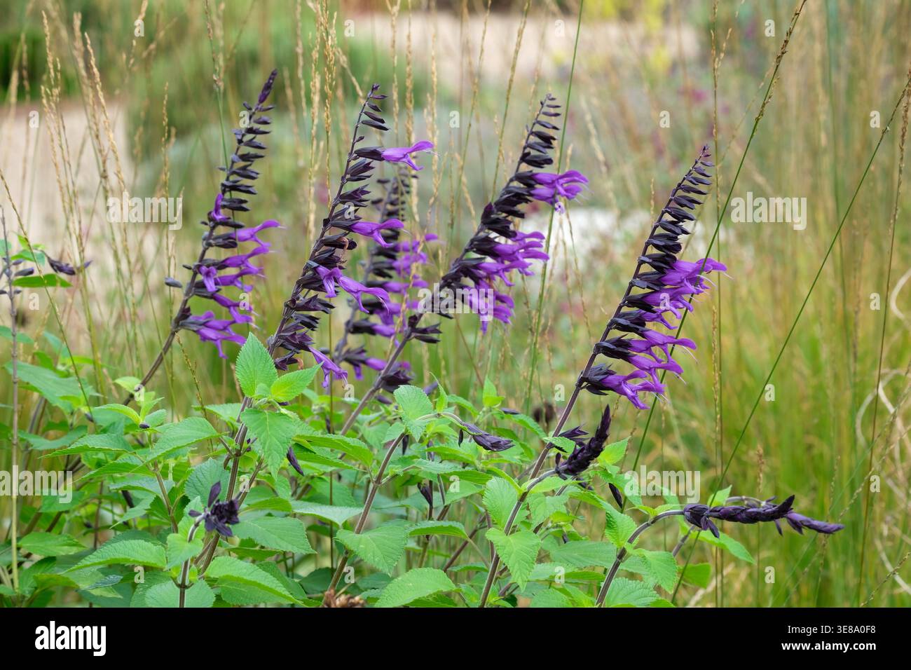 Salvia Amistad, sauge Amistad, profuse, grandes fleurs tubulaires violettes profondes avec calices noirs Banque D'Images