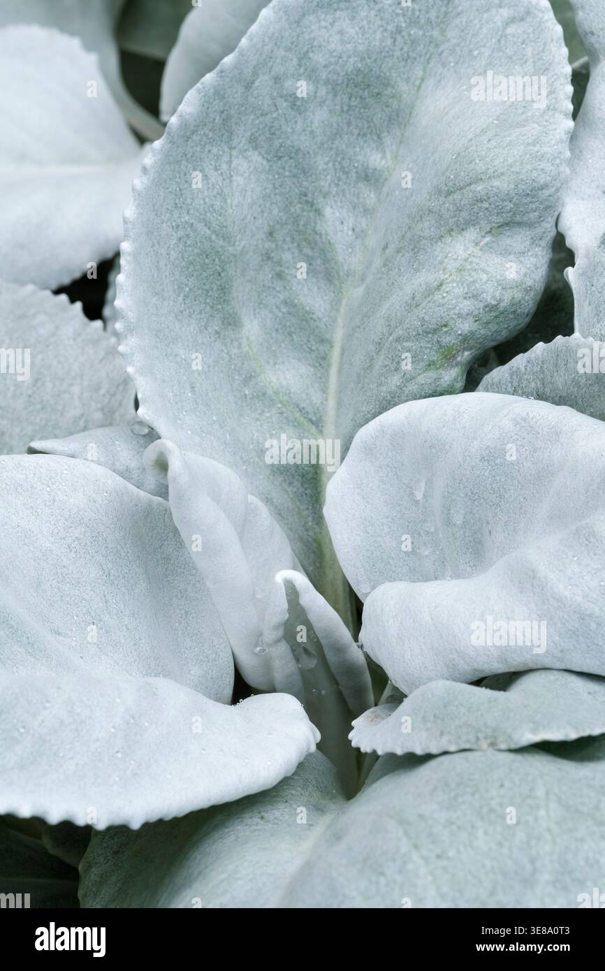 Senecio Candicans ailes d'ange, chou de mer, plante formant des amas avec de grandes feuilles d'argent arrondies et veloutées. Banque D'Images