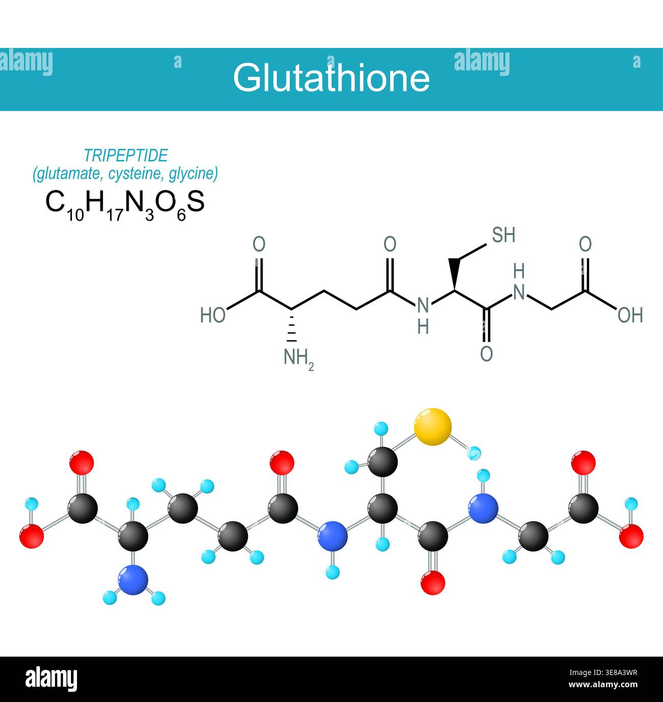 Molécule de glutathion. Formule structurale chimique moléculaire et modèle de tripeptide composé des acides aminés glutamate, cystéine et glycine. SKE Illustration de Vecteur