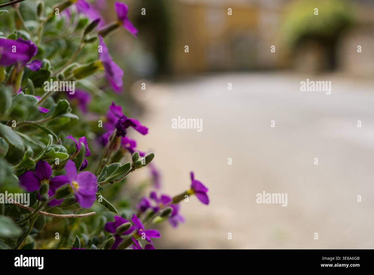 Fleurs violettes dans une rue dans les cotswolds, Bourton-on-the-Water, Royaume-Uni Banque D'Images