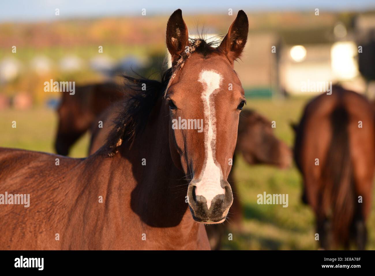 de beaux chevaux bruns paissent sur le bord d'une prairie dans un parc en plein air au coucher du soleil en automne Banque D'Images