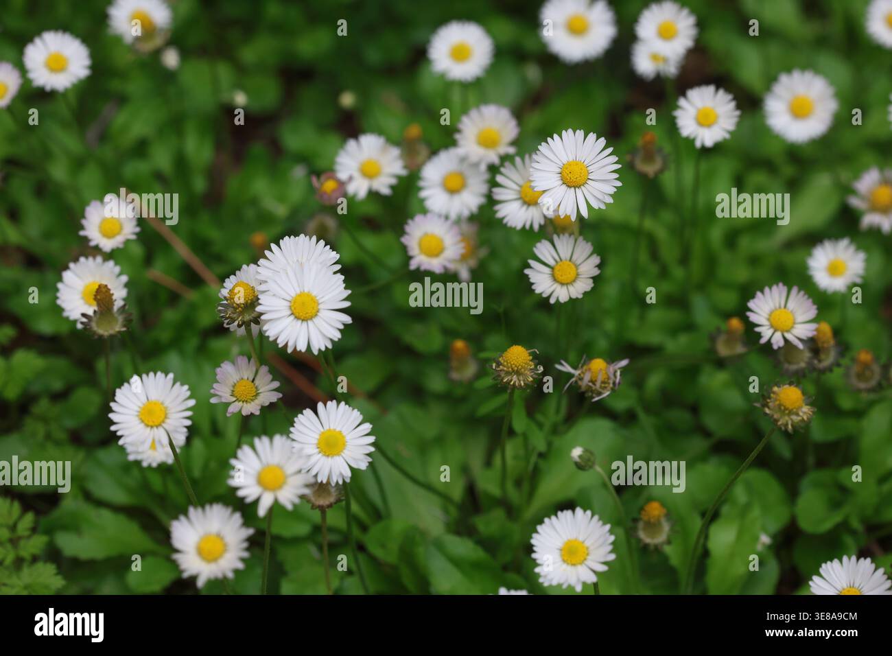 Amas luxuriant de marguerites blanches communes (Bellis perennis) fleurissant dans un champ de printemps vert Banque D'Images