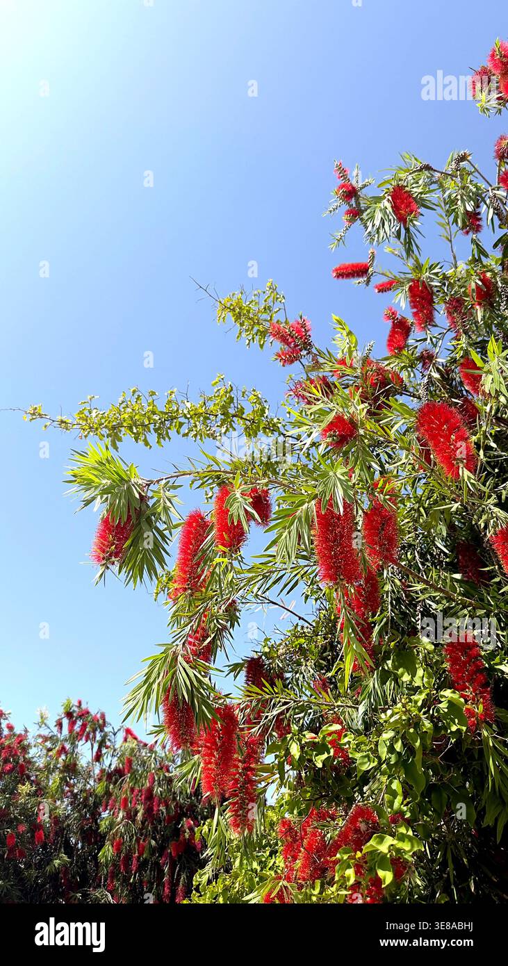Fleurs de biberon rouge vif de la plante Callistemon fleurissant contre un ciel bleu clair par une journée ensoleillée Banque D'Images