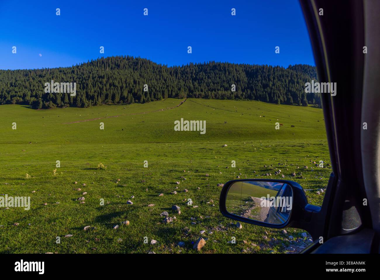 Plusieurs chevaux en plein air nourris à l'herbe paissent paisiblement dans une prairie de montagne herbeuse. Les contreforts et la forêt créent une toile de fond sereine sous un ciel bleu clair Banque D'Images