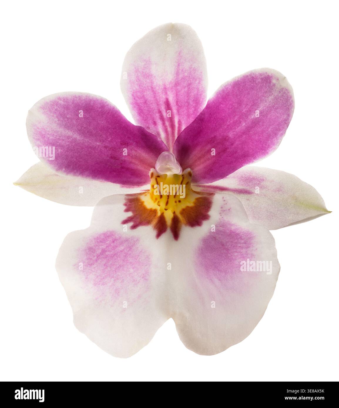 Fleur d'orchidée inca unique isolée sur fond blanc, fleur tropicale exotique élégante avec des pétales délicats et une composition de découpe propre Banque D'Images
