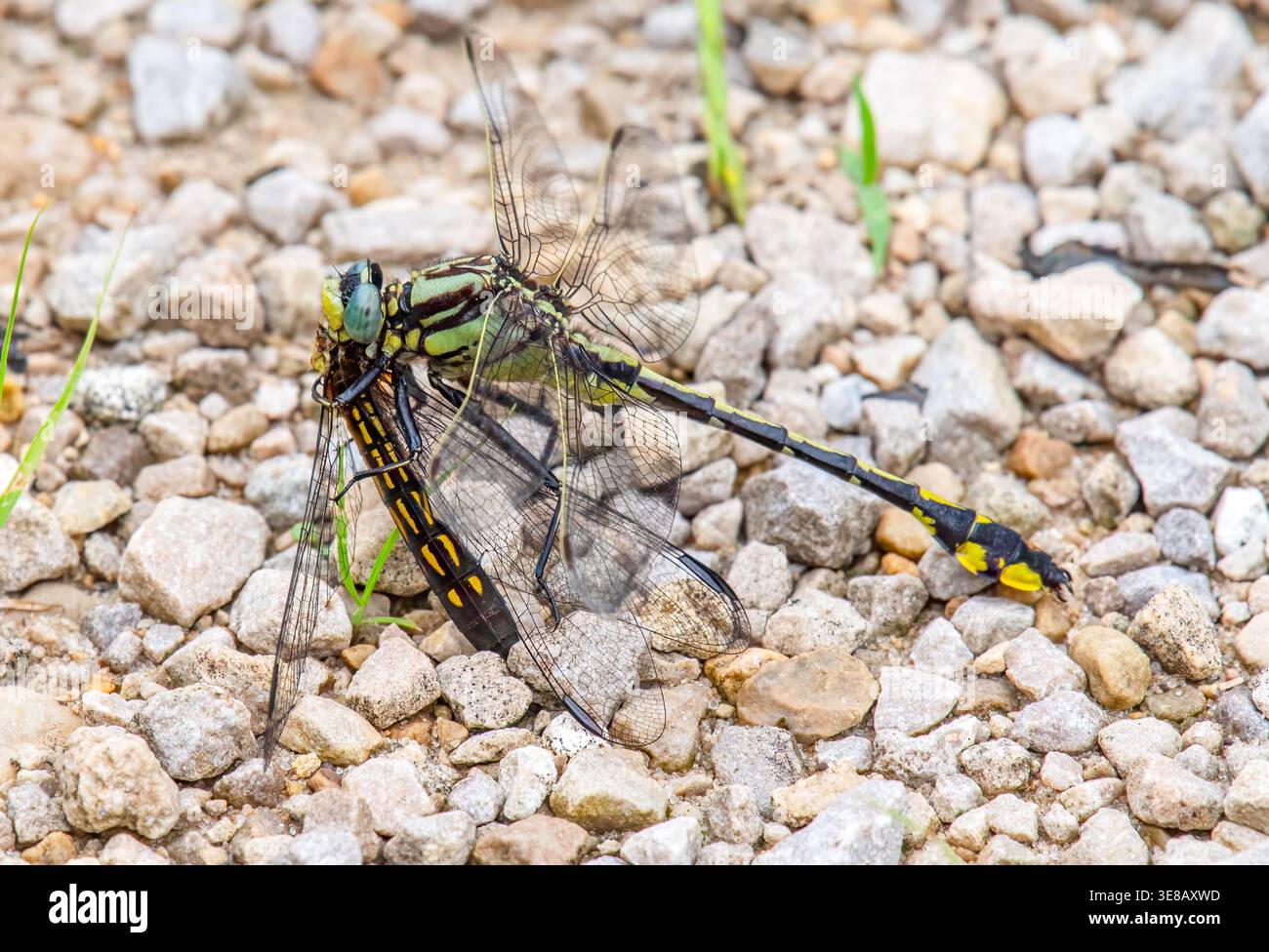 Libellule de la queue de club du Midland (Gomphus fraternus) se nourrissant d'une libellule Blue Dasher sur le sol à Blue River Sand Barrens dans le comté de Grant, Wisconsin. Banque D'Images