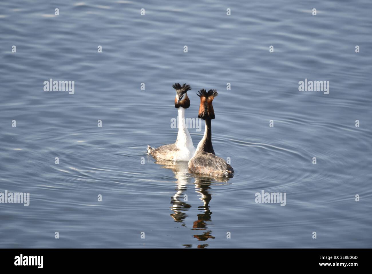 Reproduction paire de Grebes de la Grande crête (Podiceps cristatus) une vue arrière et une face avec les crêtes vers le haut, reflétées dans l'eau ensoleillée du lac au Royaume-Uni Banque D'Images