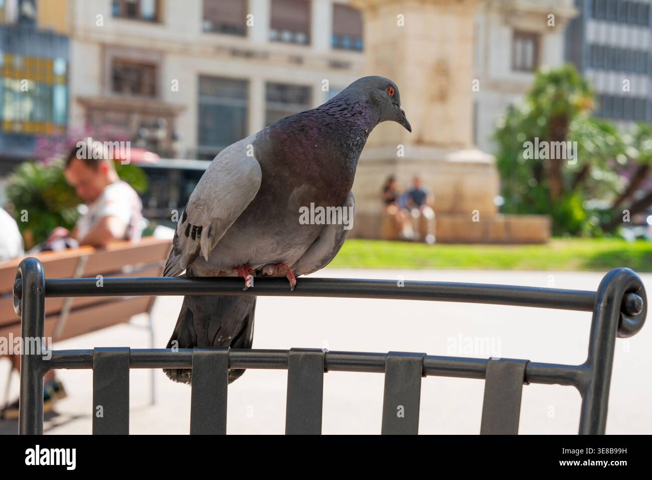 Oiseau urbain, Valence, Espagne Banque D'Images