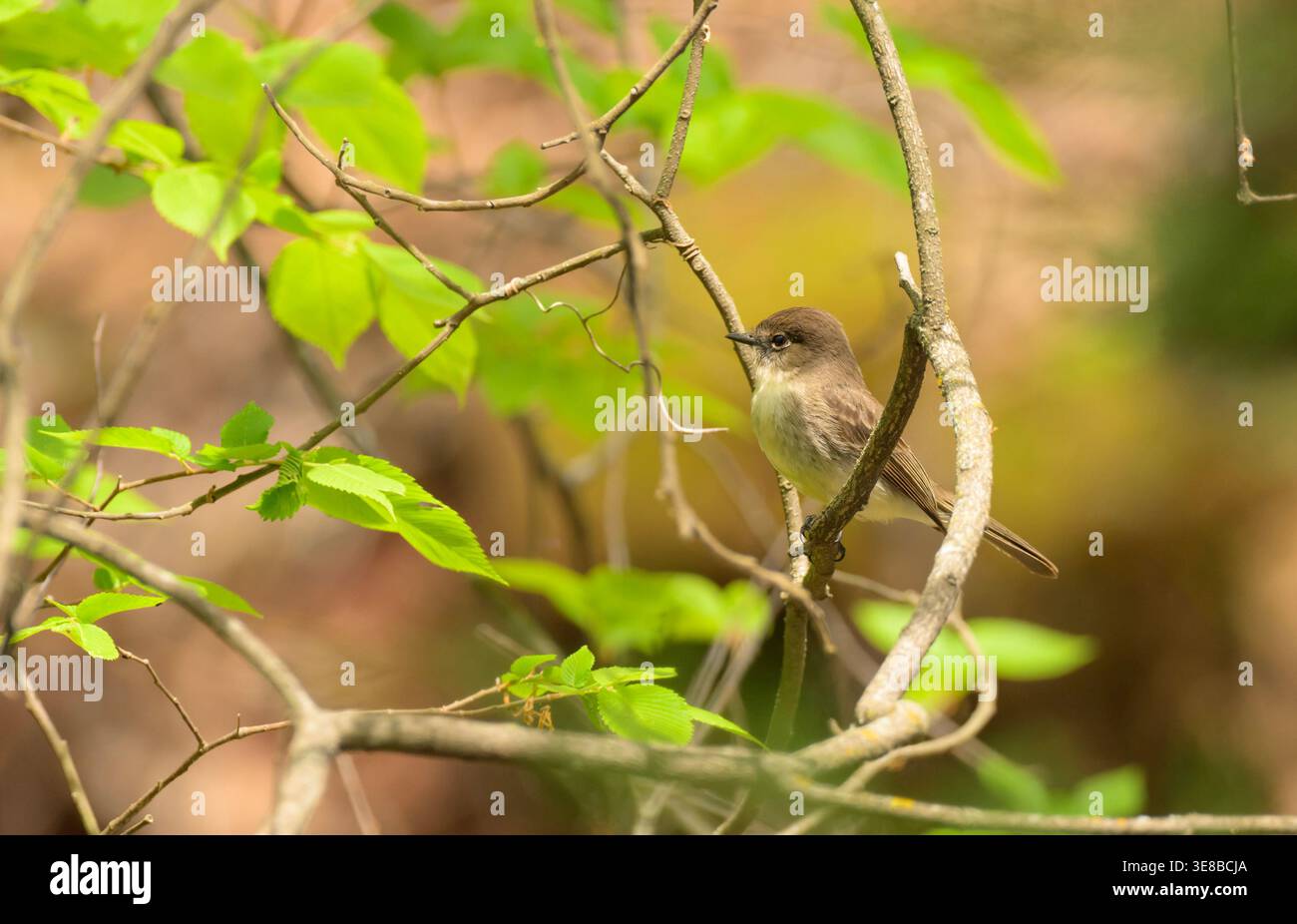 Phoebe orientale perchée sur une brindille dans une forêt printanière Banque D'Images