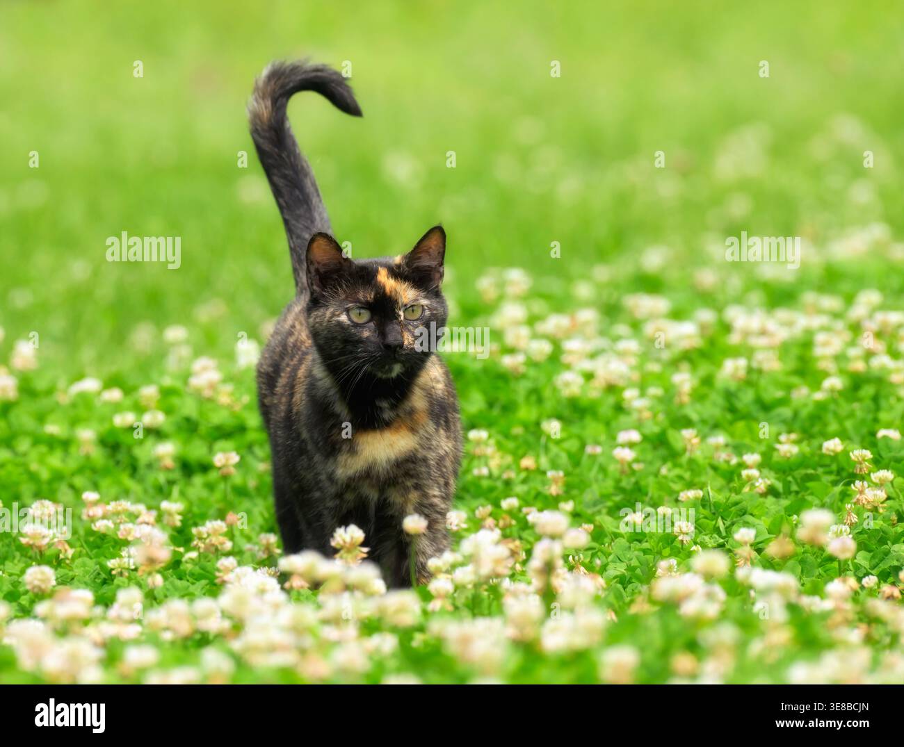 Beau chat tortie marchant à travers des trèfles blancs un jour ensoleillé de printemps Banque D'Images