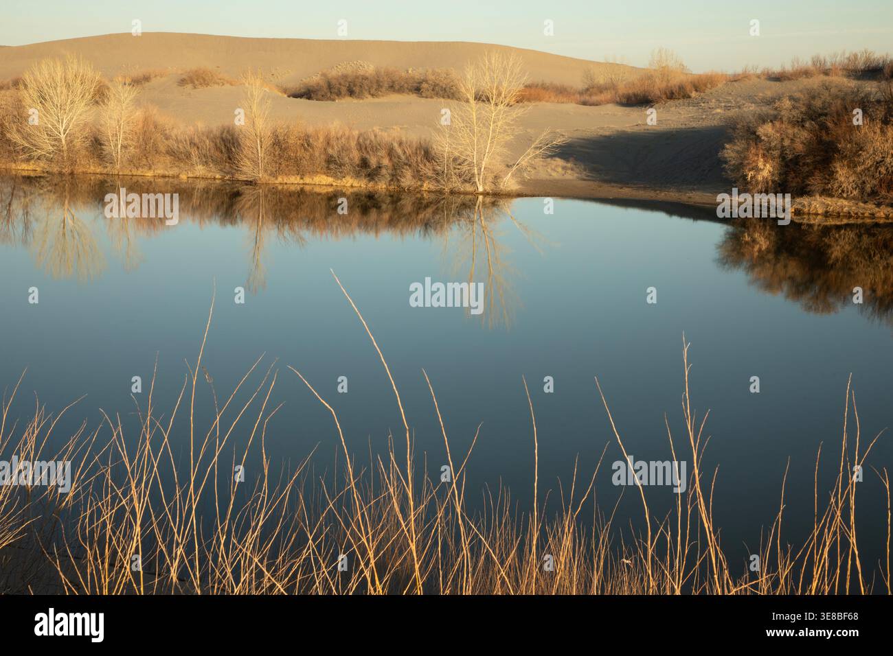 ID01168-00...IDAHO - herbe poussant le long des rives du lac Dune dans le parc d'État Bruneau Dunes. Banque D'Images