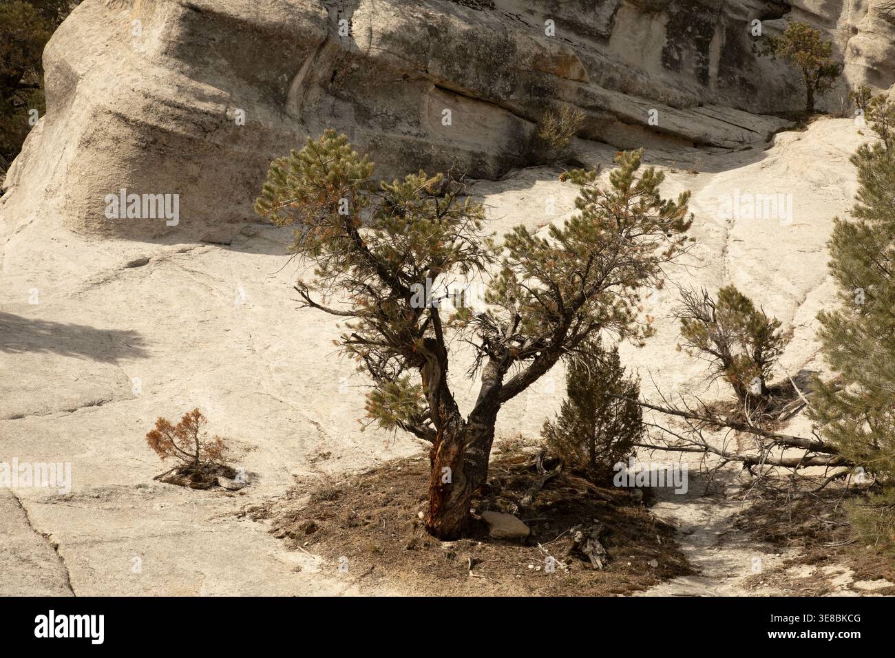 ID01137-00...IDAHO - arbres poussant dans un trou dans la dalle de granit, réserve nationale de la ville de Rocks. Banque D'Images