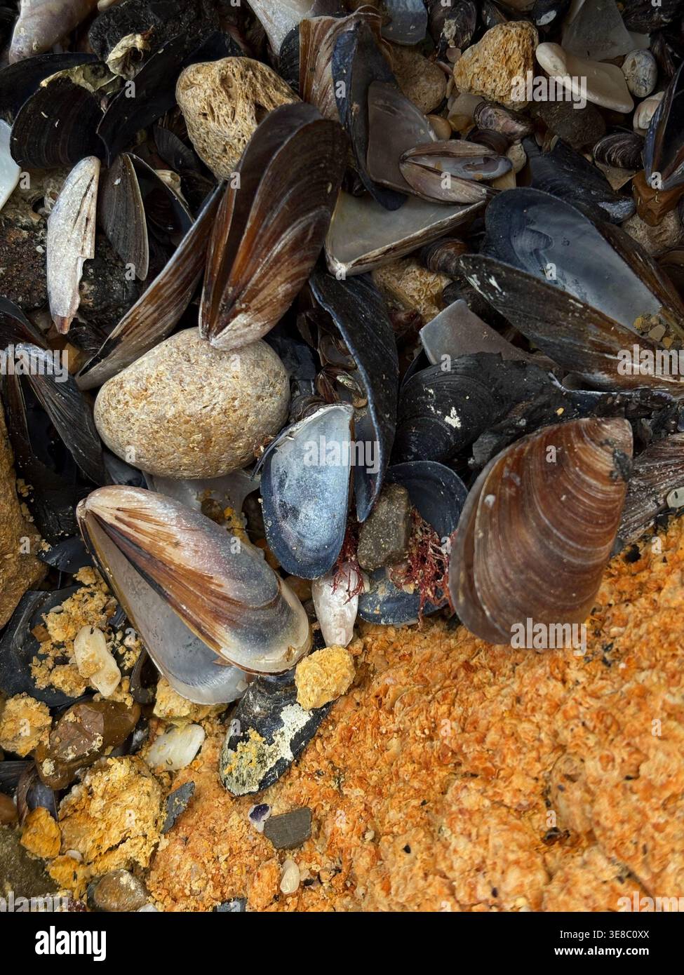 Une photo détaillée de coquilles de moules sombres et de galets de mer lisses dispersés sur une roche côtière texturée aux tons orange. Banque D'Images