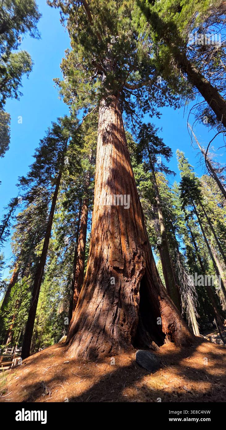 Arbre séquoia géant imposant du sol forestier. Vue spectaculaire en bas angle d'un séquoia géant massif avec écorce texturée et base creuse s'élevant en A. Banque D'Images