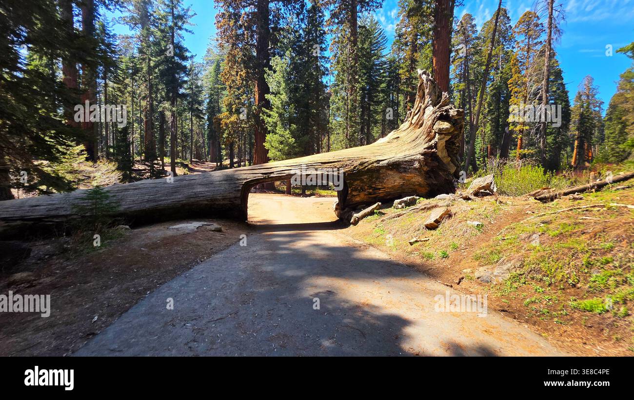 Bûche tombée d'arbre de tunnel à travers la route forestière. Vue panoramique d'une bûche géante de séquoia tombée avec un tunnel sculpté sur une route forestière, entourée de vertigineuses Banque D'Images