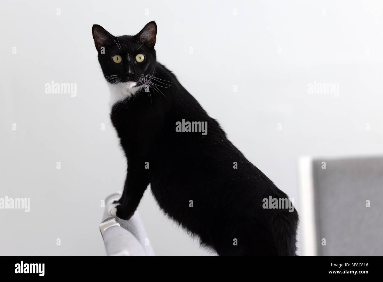 Chat domestique noir et blanc debout sur les meubles à l'intérieur Banque D'Images