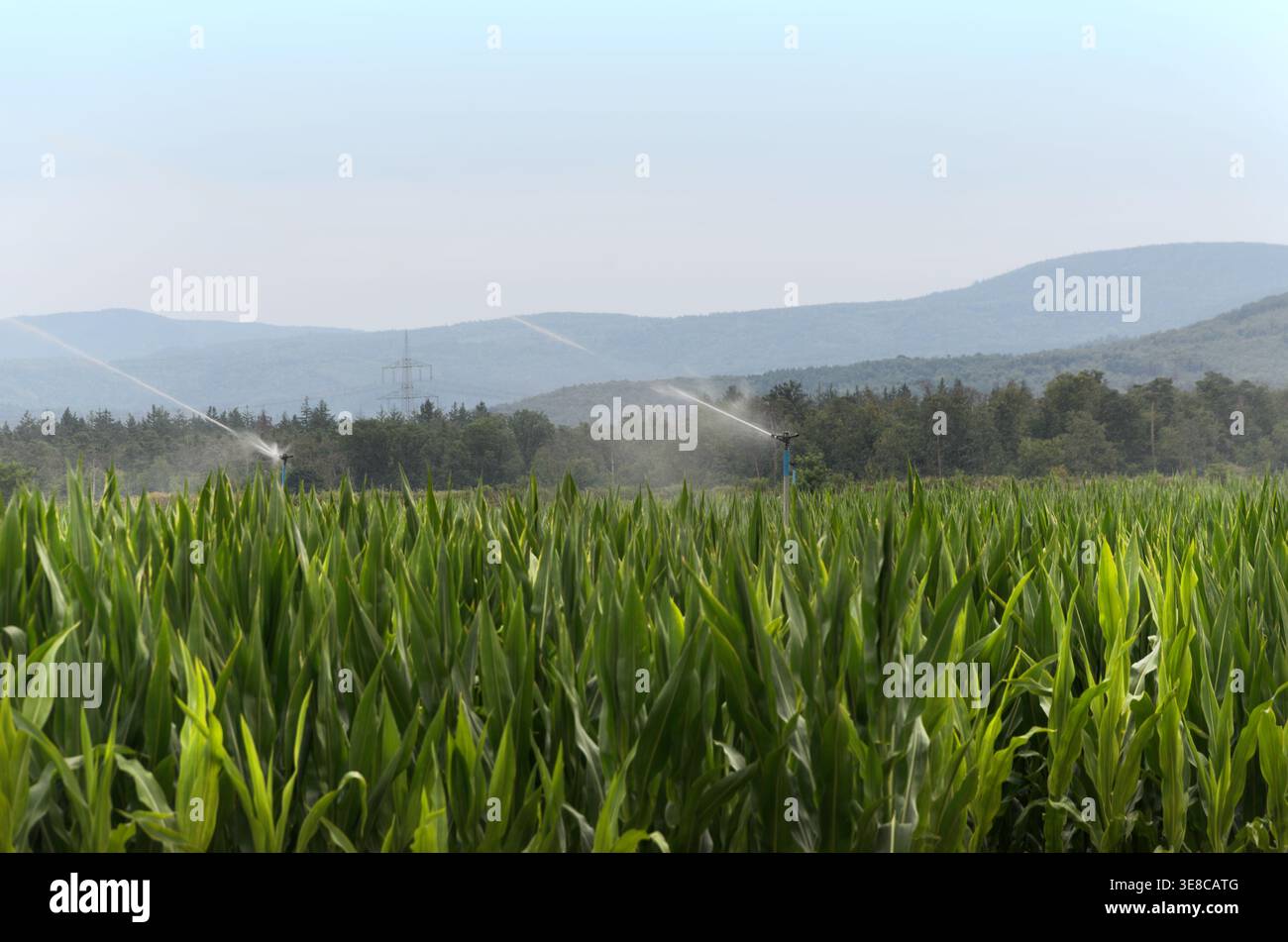 Arroseurs d'irrigation agricoles arrosant le champ de maïs Banque D'Images