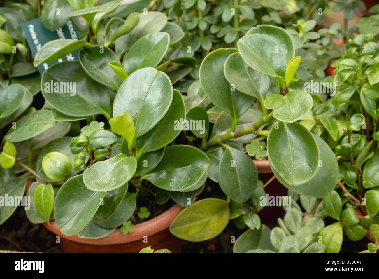 Gros plan des feuilles épaisses et brillantes vert comme succulentes d'une plante de caoutchouc bébé Peperomia obtusifolia poussant dans un pot de pépinière. Banque D'Images