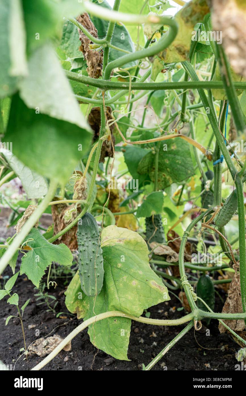Plante de concombre avec feuilles fanées vignes séchées dans le potager, représentant la pourriture de la maladie des cultures. Infections des cultures, problèmes agricoles, agriculture Banque D'Images