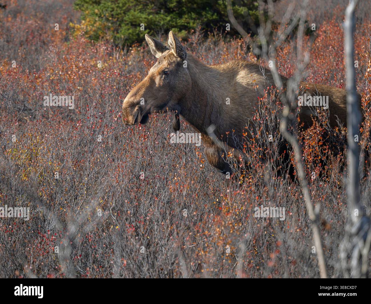 Orignal de vache dans le parc national Denali Banque D'Images