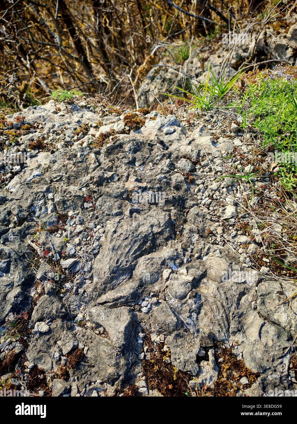 Fossiles marins de la période dévonienne trouvés en France, des millions d'années. Formations rocheuses de montagne qui étaient autrefois au fond de la mer Banque D'Images