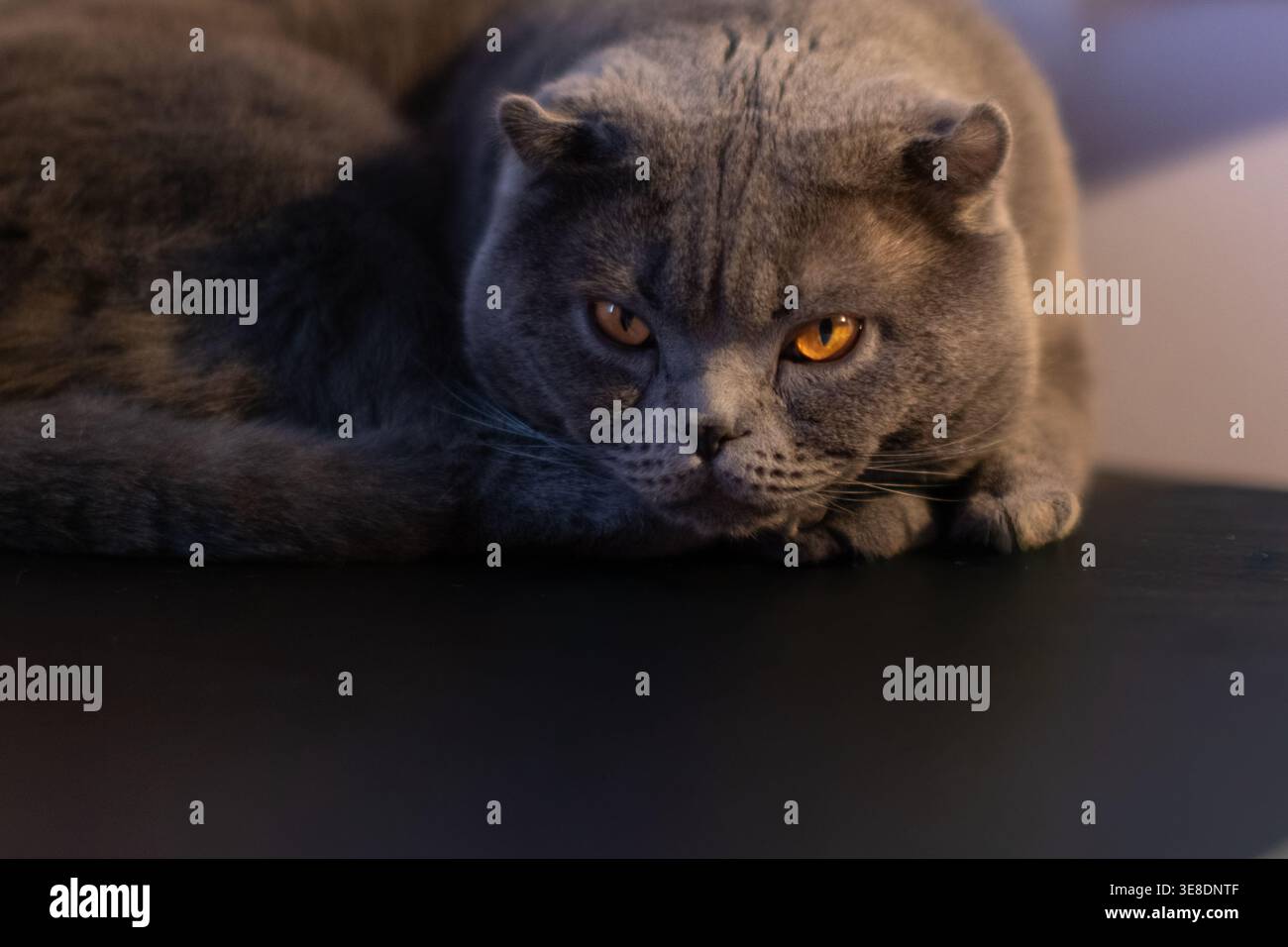 Chat gris écossais plié couché sur une surface noire Banque D'Images
