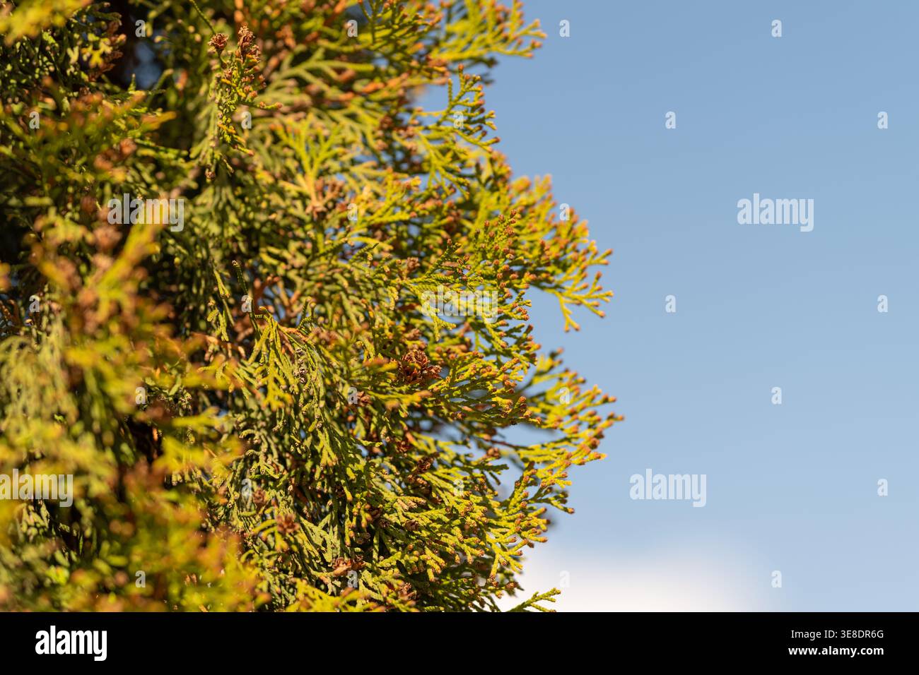 Haie de thuja dense formant écran de confidentialité avec de hauts feuillages superposés créant une barrière naturelle et une clôture pour le périmètre de jardin et les projets de criblage. Banque D'Images