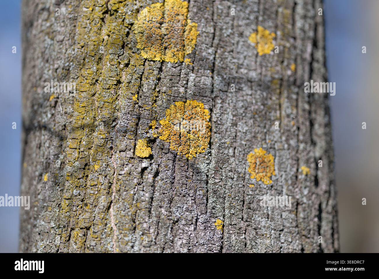 Fermez l'écorce d'arbre avec le lichen. Le grain de bois altéré affiche des taches de lichen crusteux dorés, des fissures profondes, des accents subtils de mousse, une lumière naturelle douce, Banque D'Images