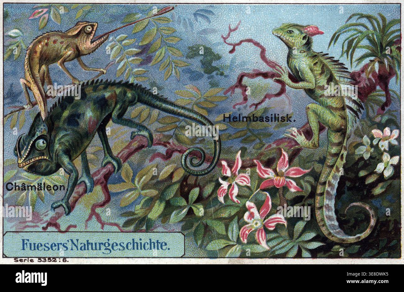 Caméléon (Chamaeleonidae) et basilic commun (Basiliscus basiliscus) - chromolithographie de Fuesers Naturgeschichte (publicité pour Fuese allemand Banque D'Images