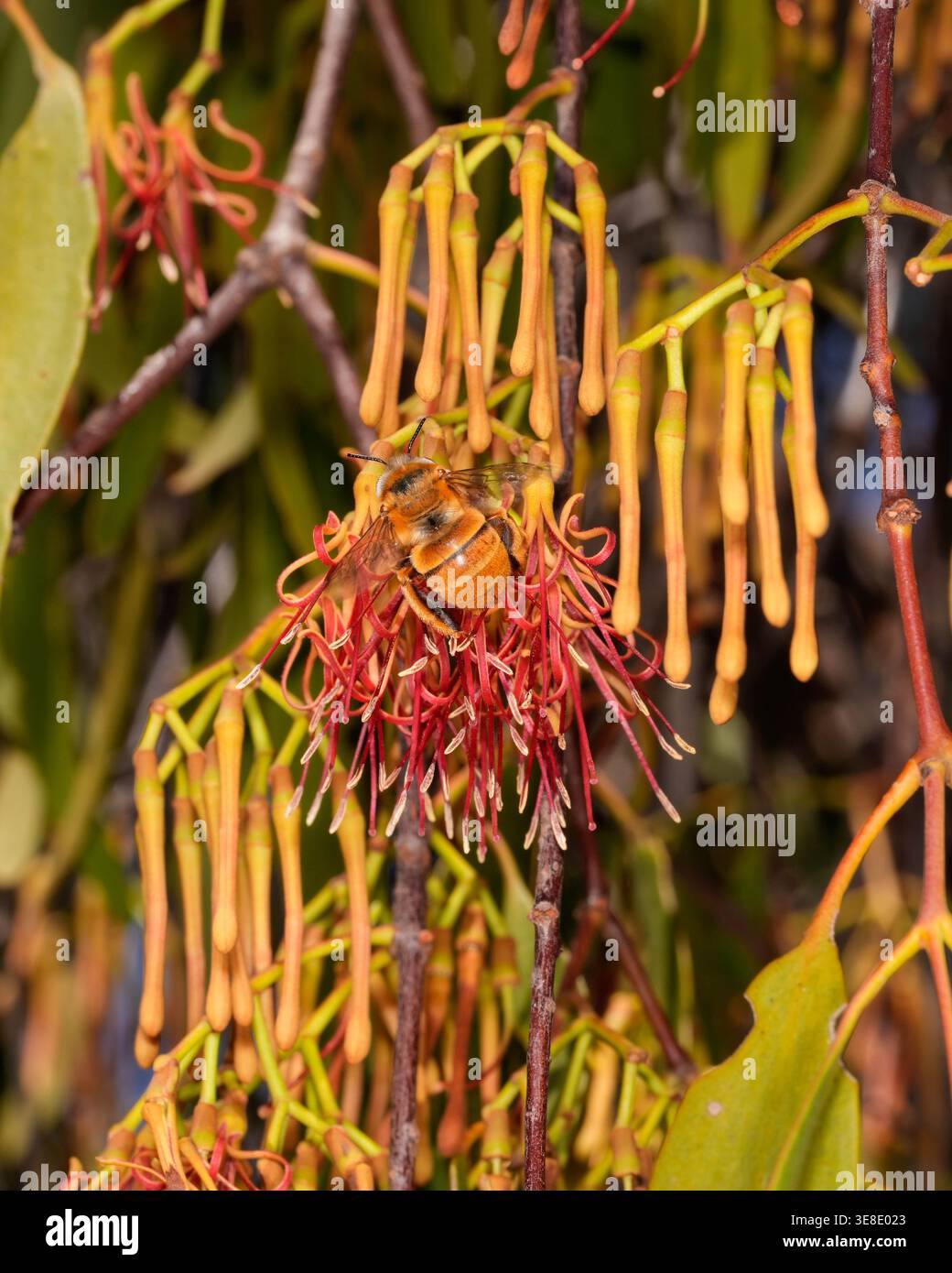 White-head Mistletoe Bee, visite des fleurs de Box Mistletoe. Banque D'Images