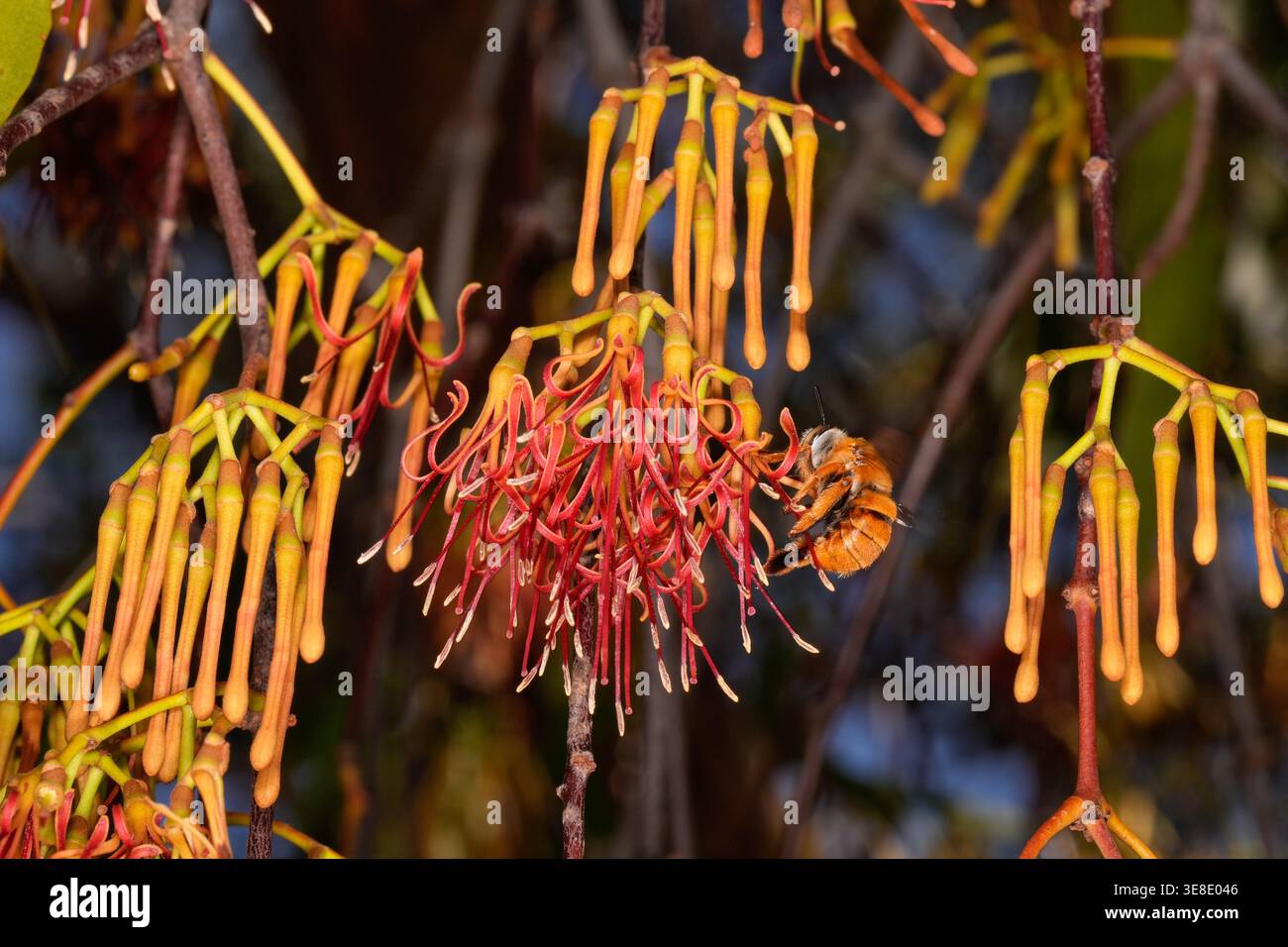 White-head Mistletoe Bee, visite des fleurs de Box Mistletoe. Banque D'Images