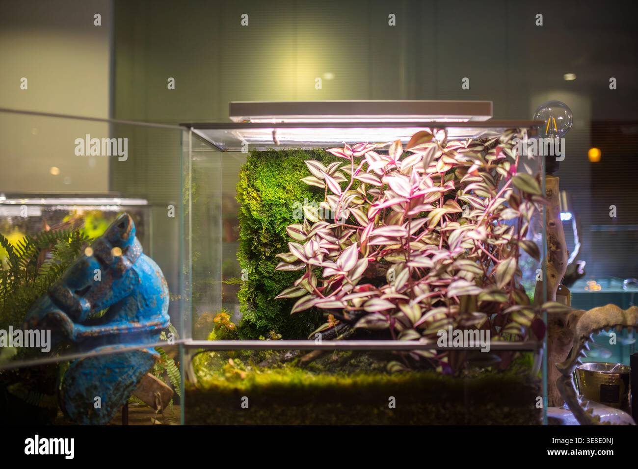 Une vue rapprochée d'un terrarium en verre vibrant présentant un mur de mousse vert luxuriant et un feuillage rayé rose et vert saisissant, illuminé par Li Banque D'Images
